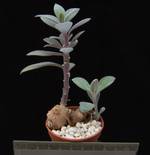 Senecio abyssinicus