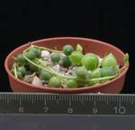 Senecio rowleyanus