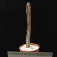 Senecio stapeliaformis
