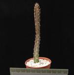 Senecio stapeliaformis