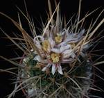 Stenocactus lloydii