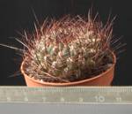 Sulcorebutia tiraquensis