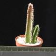 Stapelia gettleffii