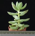 Sedum lucidum