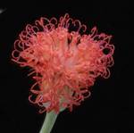 Senecio stapeliaformis