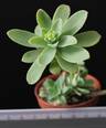 Sedum palmeri