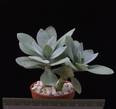 Senecio cephalophorus