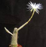 Setiechinopsis mirabilis seme
