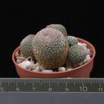 Sulcorebutia heliosa