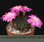 Sulcorebutia tiraquensis v. aguilarii