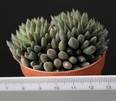 Sinocrassula yunnanensis