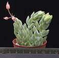 Sedum morganianum