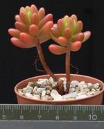 Sedum rubrotinctum