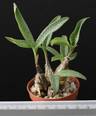 Scila pauciflora