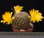 Sulcorebutia candiae