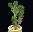 Sedum lorenzoi