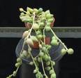 Senecio rowleyanus
