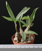 Scila pauciflora
