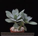 Senecio cephalophorus