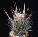 Stenocactus lloydii
