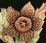Stapelia,huernia mix