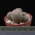 Sulcorebutia heliosa