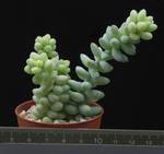 Sedum burritum