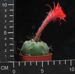 Submatucana madisoniorum seme
