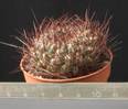 Sulcorebutia tiraquensis