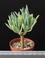 Senecio ficoides