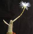 Setiechinopsis mirabilis seme