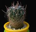 Stenocactus dicroacanthus