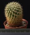 Sulcorebutia mentosa v. swobodae