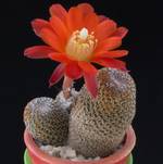 Sulcorebutia heliosa