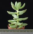 Sedum lucidum
