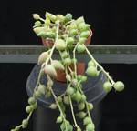 Senecio rowleyanus