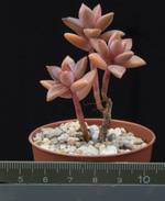 Sedum weinbergii