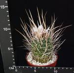 Stenocactus lloydii