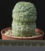 Tricocaulon cactiformis-6