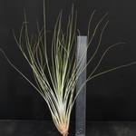 Tillandsia juncea L