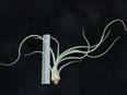 Tillandsia baileyi R