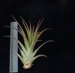Tillandsia brachycaulus multiflora R