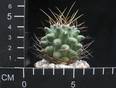 Thelocactus nidulans