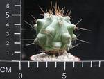Thelocactus lophothele