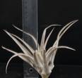 Tillandsia capitata R