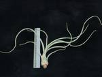 Tillandsia baileyi R