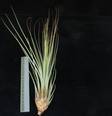 Tillandsia juncea R