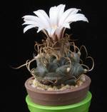 Turbinicarpus polaskii