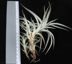 Tillandsia albida L