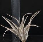 Tillandsia capitata R